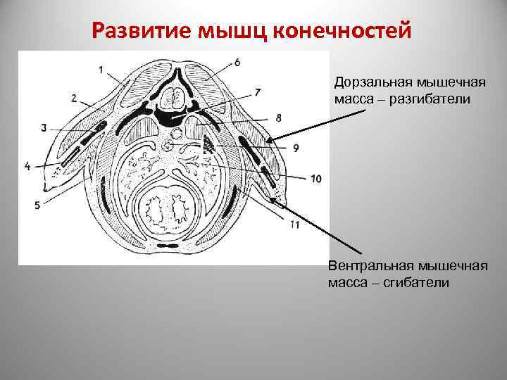 Развитие мышц конечностей Дорзальная мышечная масса – разгибатели Вентральная мышечная масса – сгибатели 