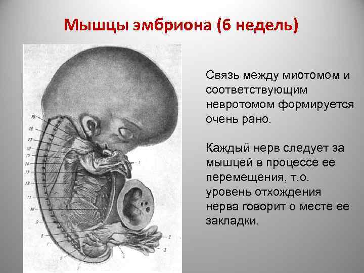 Мышцы эмбриона (6 недель) Связь между миотомом и соответствующим невротомом формируется очень рано. Каждый