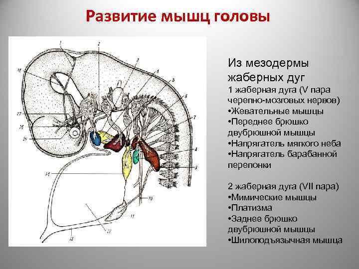 Развитие мышц головы Из мезодермы жаберных дуг 1 жаберная дуга (V пара черепно-мозговых нервов)