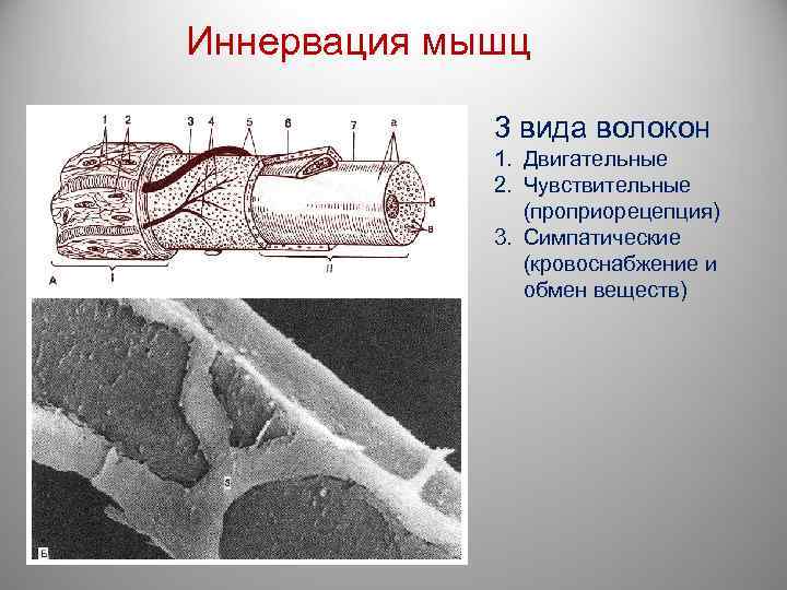 Иннервация мышц 3 вида волокон 1. Двигательные 2. Чувствительные (проприорецепция) 3. Симпатические (кровоснабжение и