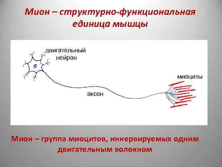  Мион – структурно-функциональная единица мышцы двигательный нейрон миоциты аксон Мион – группа миоцитов,