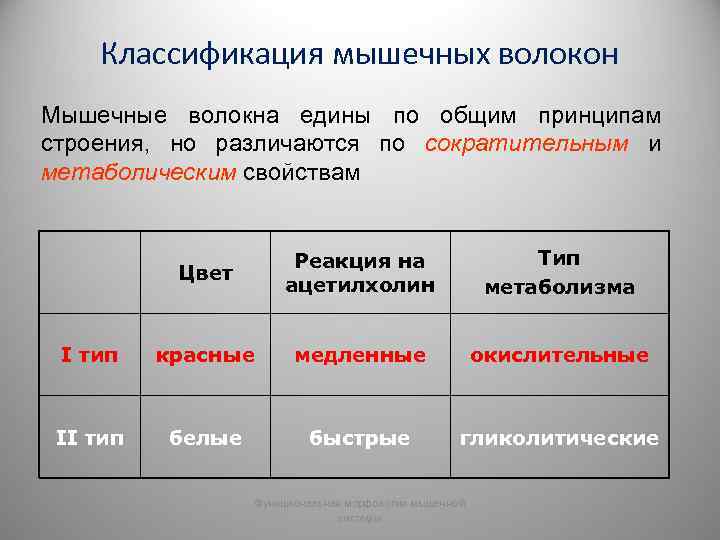 Строение локализации и общие свойства быстрых и медленных мышечных волокон презентация