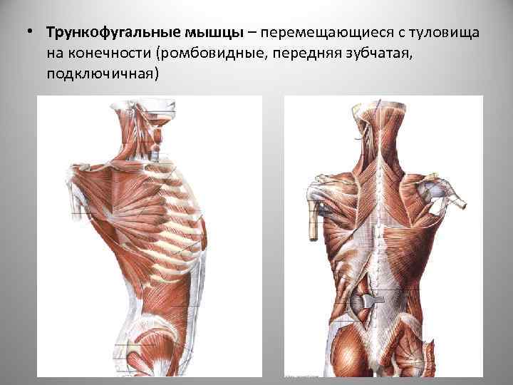 Задняя зубчатая мышца спины фото