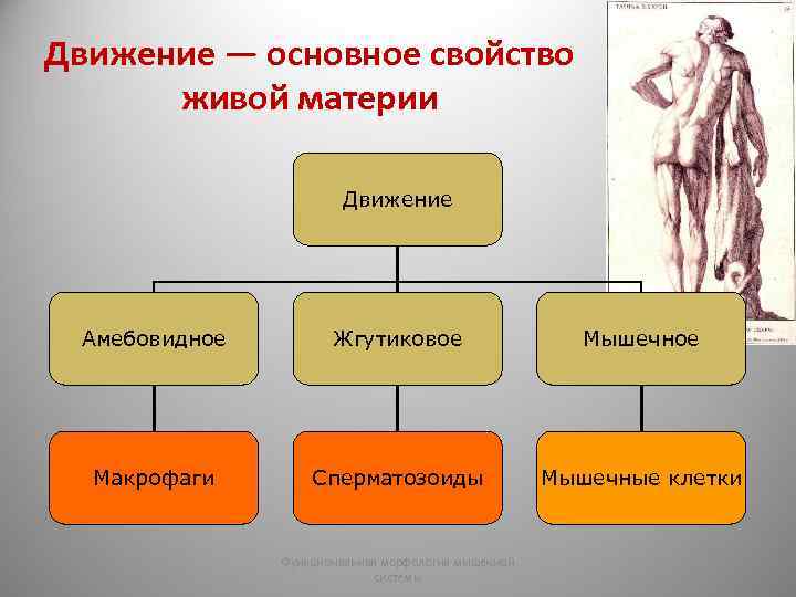 Движение — основное свойство живой материи Движение Амебовидное Жгутиковое Мышечное Макрофаги Сперматозоиды Мышечные клетки