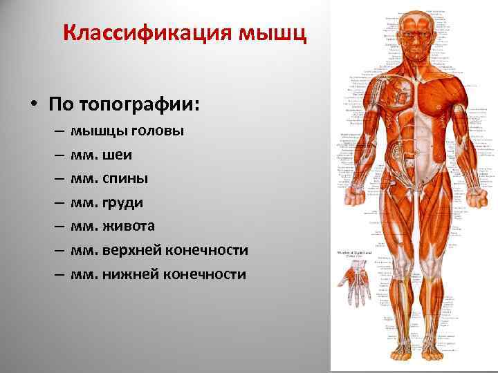 Главная функция мышцы. Классификация мышц туловища анатомия. Классификация скелетных мышц по топографии. Классификация и функции скелетных мышц таблица. Топографические группы мышц.