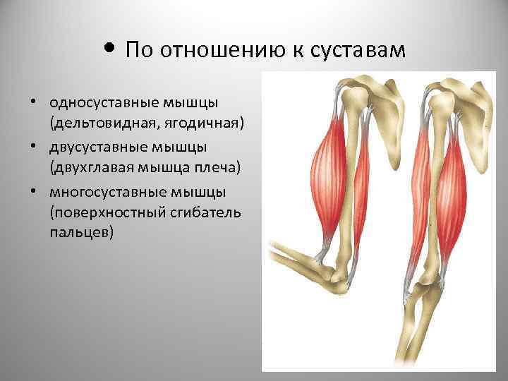 Мышцы являются. Односуставные двусуставные и многосуставные мышцы. Односуставные мышцы. Мышцы разгибатели флексоры. Мышцы синергисты супинатор.