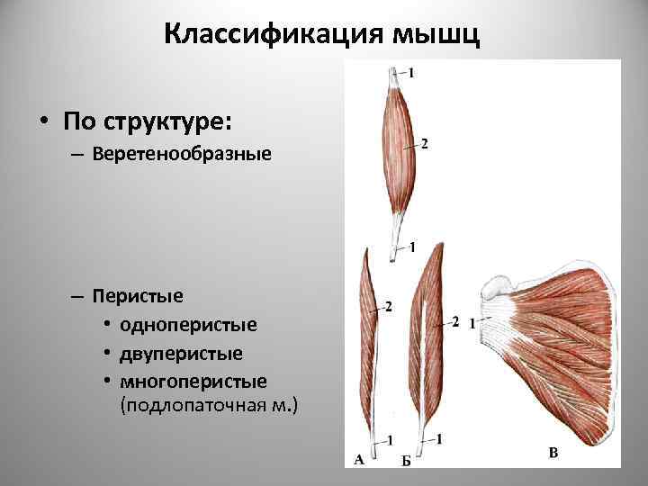 Физикальное исследование костно мышечной системы иллюстрированное руководство гросс джеффри