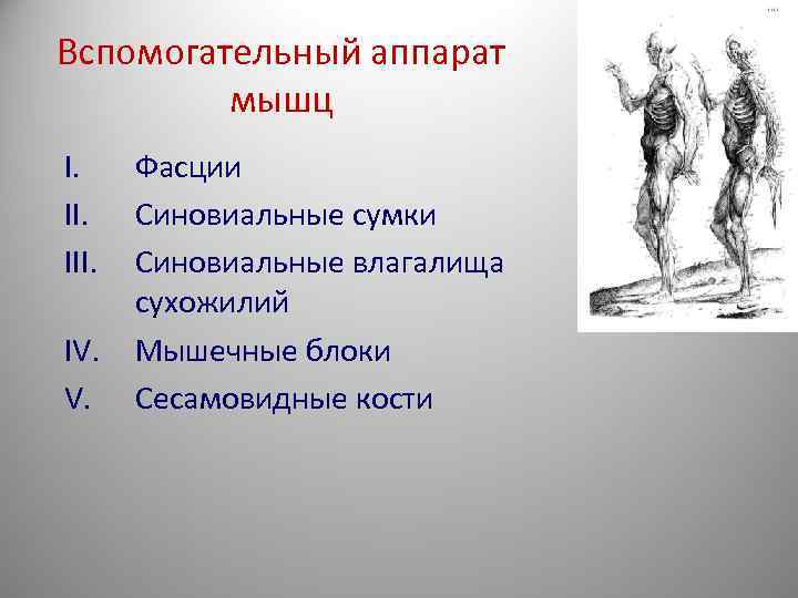 Вспомогательный аппарат мышц I. Фасции II. Синовиальные сумки III. Синовиальные влагалища сухожилий IV. Мышечные