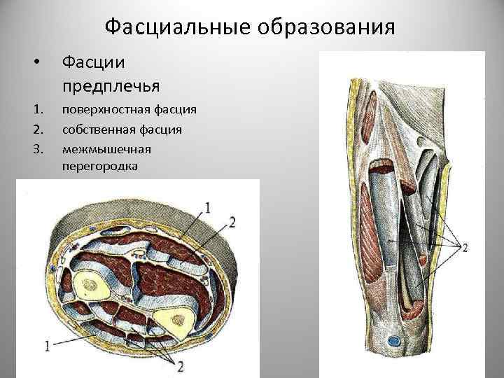 Фасции что это фото