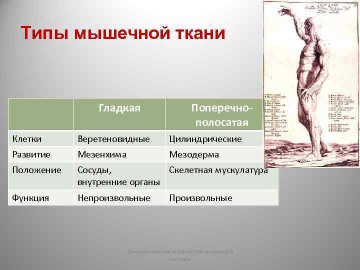  Типы мышечной ткани Гладкая Поперечно- полосатая Клетки Веретеновидные Цилиндрические Развитие Мезенхима Мезодерма Положение