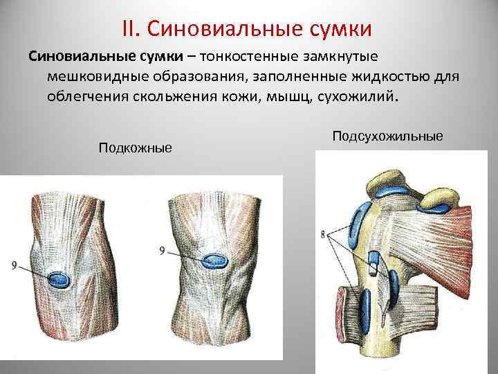  II. Синовиальные сумки – тонкостенные замкнутые мешковидные образования, заполненные жидкостью для облегчения скольжения