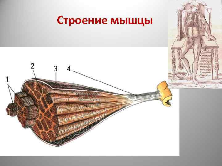 Строение мышц 8 класс