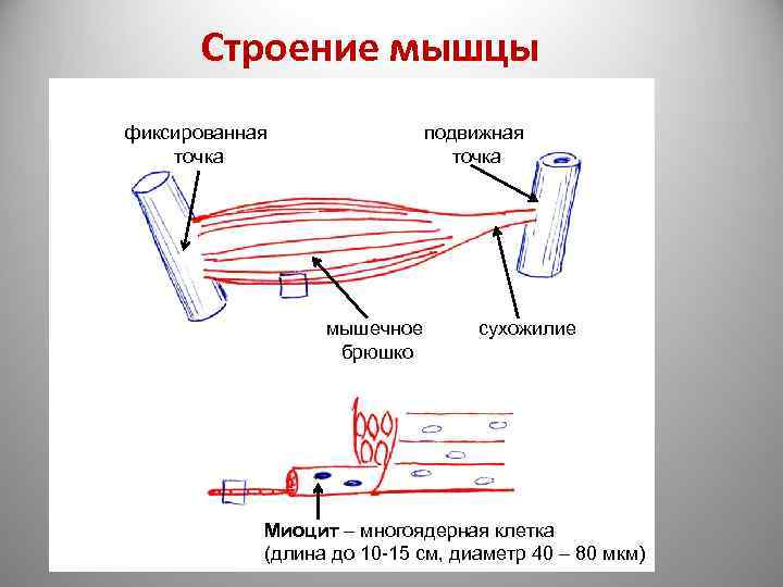 Мышцу зафиксировать