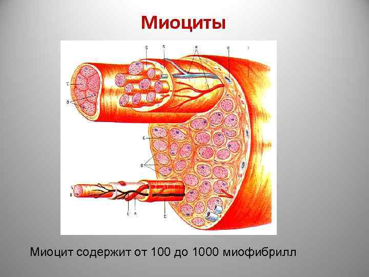 В состав какого органа входят мышечные клетки. Строение миоцита мышечной клетки. Строение скелетных миоцитов. Миоциты это клетки. Миоциты скелетных мышц.