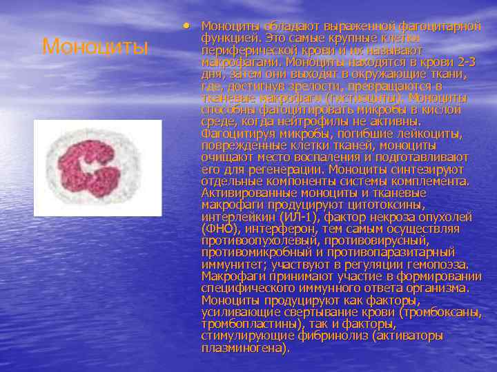 Моноциты • Моноциты обладают выраженной фагоцитарной функцией. Это самые крупные клетки периферической крови и