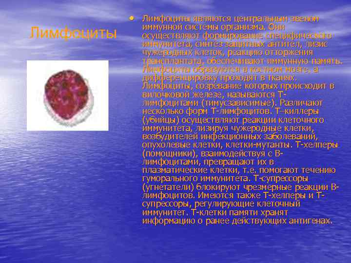 Лимфоциты • Лимфоциты являются центральным звеном иммунной системы организма. Они осуществляют формирование специфического иммунитета,