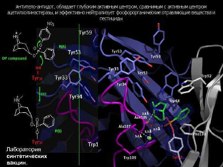 Лаборатория синтетических вакцин. 