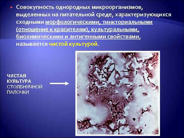  Совокупность однородных микроорганизмов, выделенных на питательной среде, характеризующихся сходными морфологическими, тинкториальными (отношение к