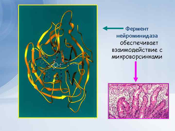 Фермент нейроминидаза обеспечивает взаимодействие с микроворсинками 