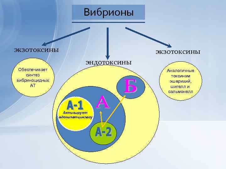 Вибрионы экзотоксины эндотоксины Обеспечивает синтез вибриноцидных АТ Аналогичные токсинам эшерихий, шигелл и сальмонелл Активирует