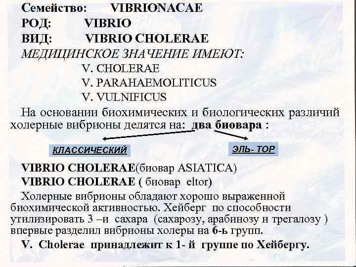 Семейство: VIBRIONACAE РОД: VIBRIO ВИД: VIBRIO CHOLERAE МЕДИЦИНСКОЕ ЗНАЧЕНИЕ ИМЕЮТ: V. CHOLERAE V. PARAHAEMOLITICUS