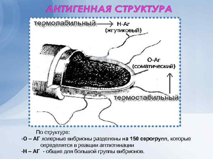 По структуре: -О – АГ холерные вибрионы разделены на 150 серогрупп, которые определятся в