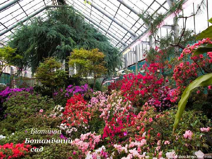  • Біотичні Ботанічний сад 