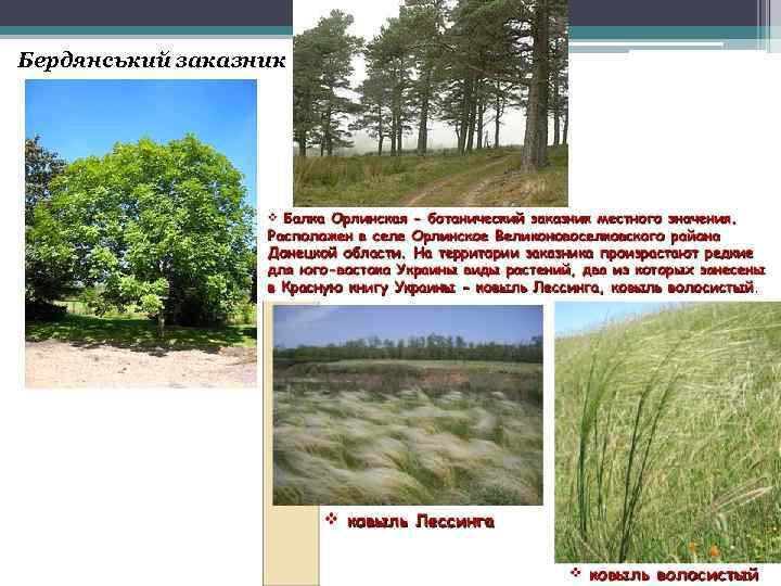 Бердянський заказник 