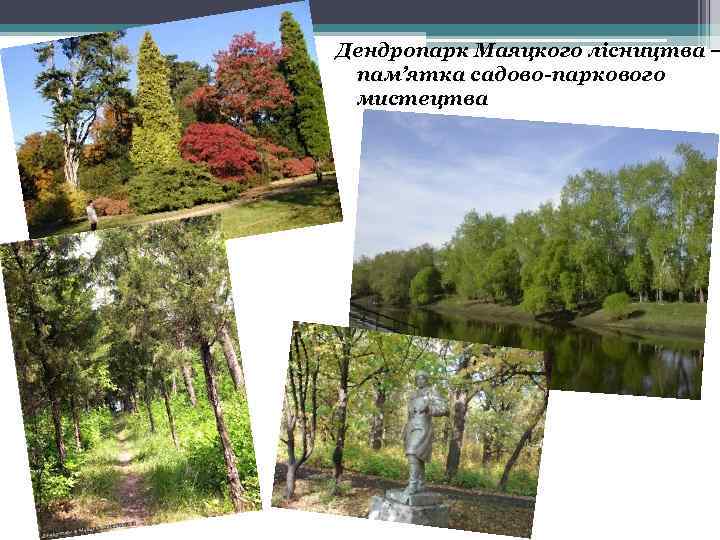 Дендропарк Маяцкого лісництва – пам’ятка садово-паркового мистецтва 