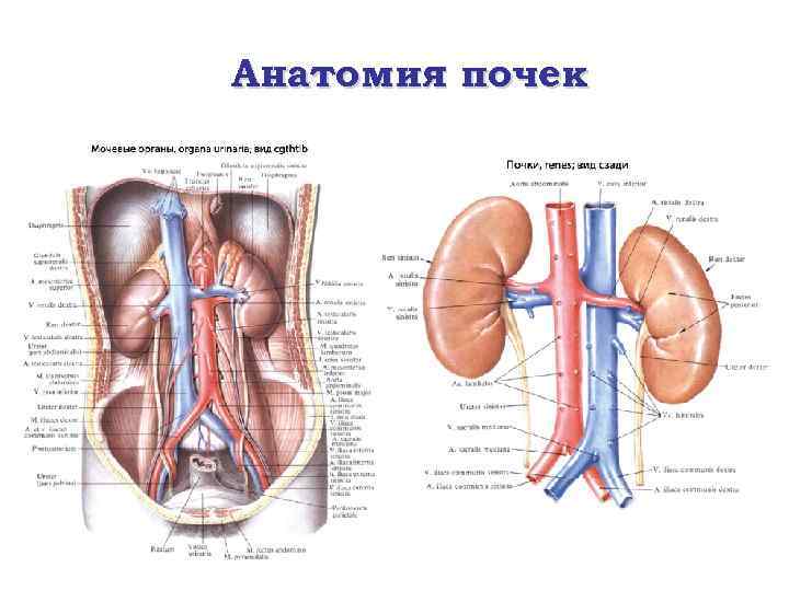 Анатомия почек 