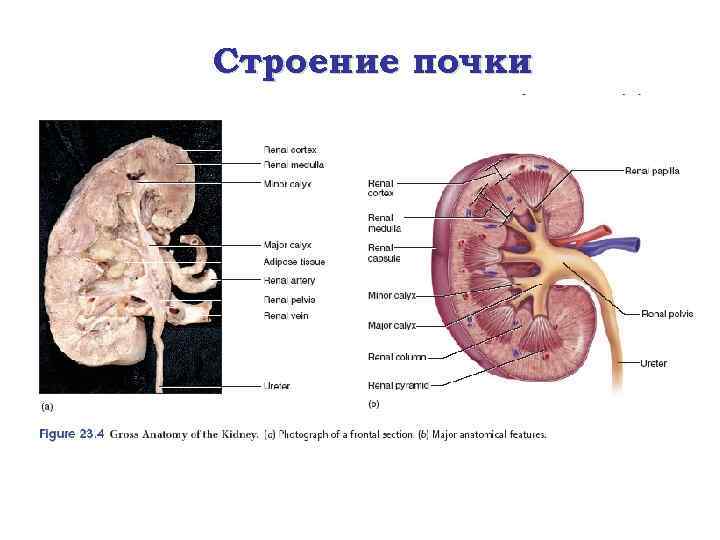 Строение почки 
