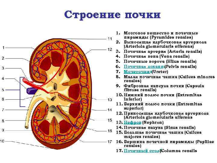 Строение почки 1. Мозговое вещество и почечные пирамиды (Pyramides renales) 2. Выносящая клубочковая артериола