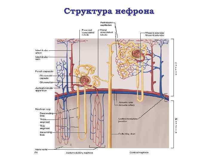 Структура нефрона 