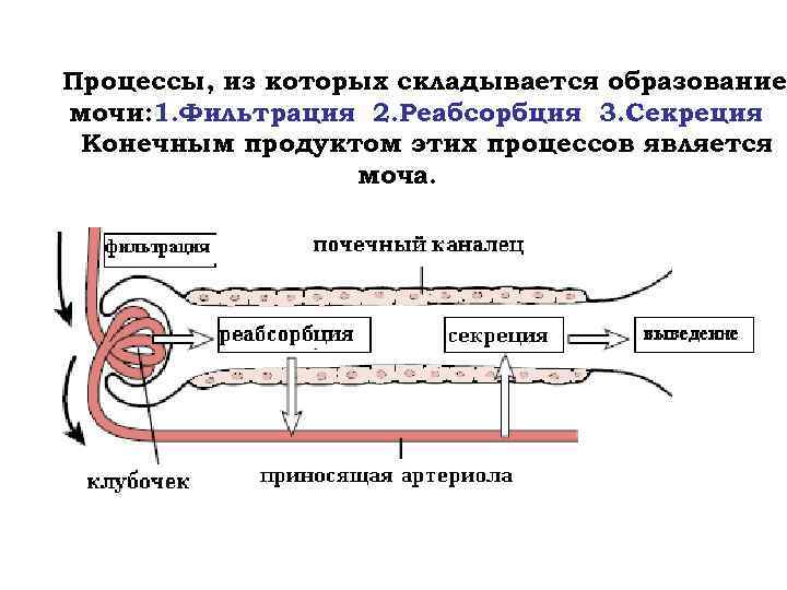 Фильтрация реабсорбция секреция в почках