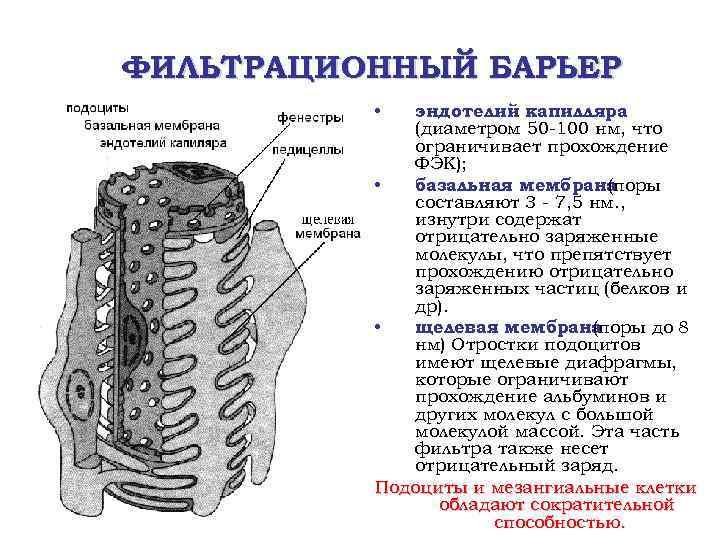ФИЛЬТРАЦИОННЫЙ БАРЬЕР эндотелий капилляра (диаметром 50 -100 нм, что ограничивает прохождение ФЭК); • базальная