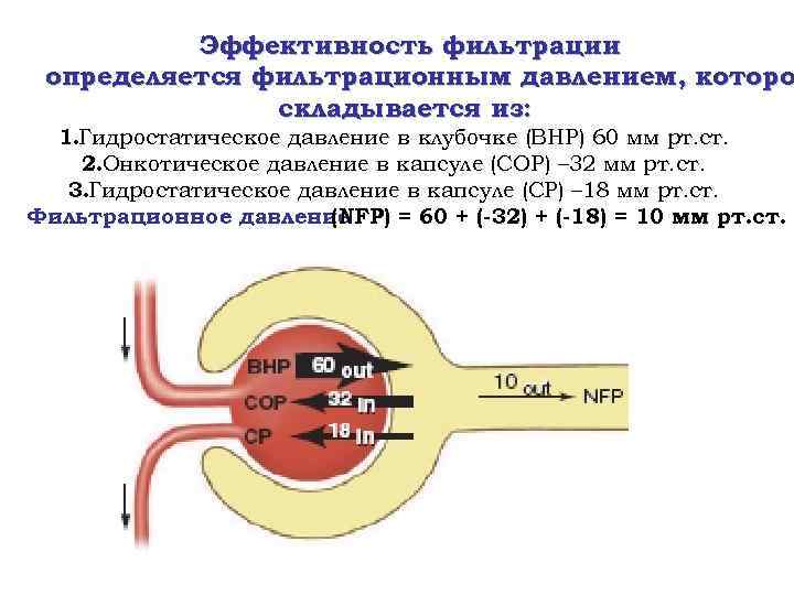 Эффективность фильтрации определяется фильтрационным давлением, которо складывается из: 1. Гидростатическое давление в клубочке (ВHP)