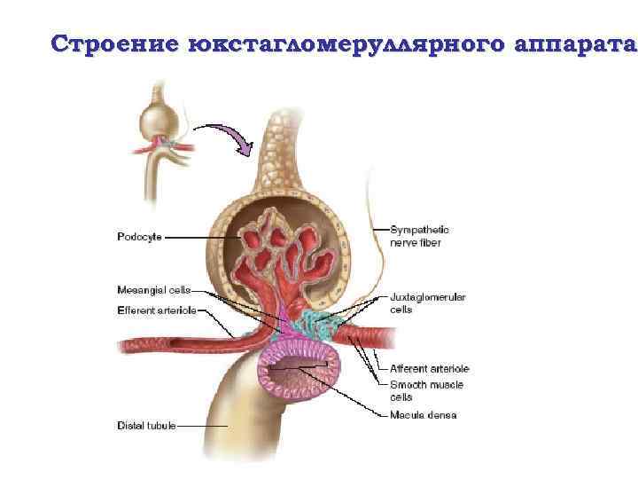 Строение юкстагломеруллярного аппарата 
