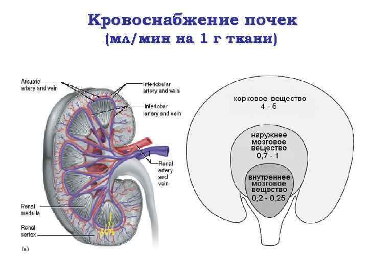 Схема кровообращения почки человека