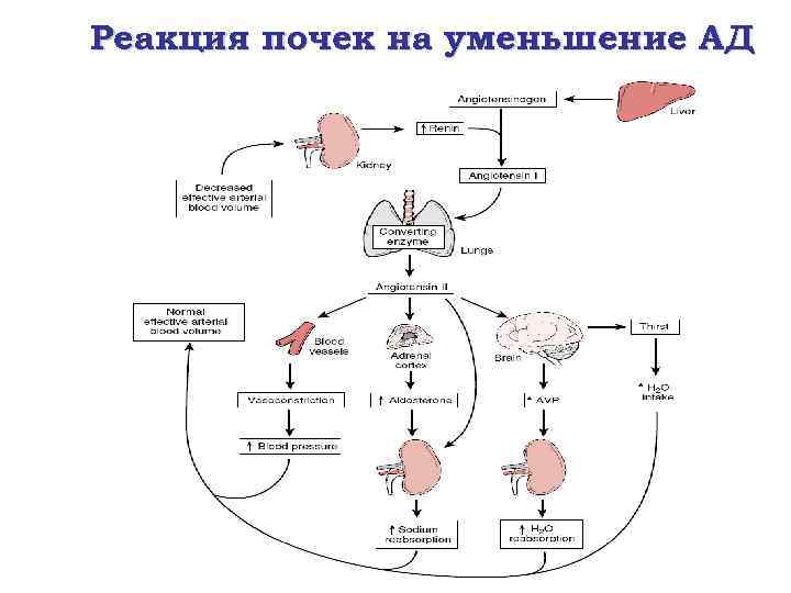 Реакция почек на уменьшение АД 