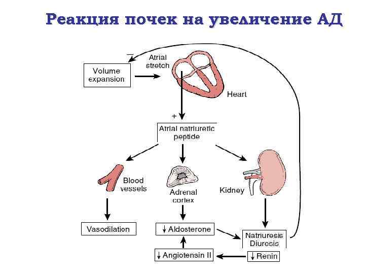 Реакция почек на увеличение АД 