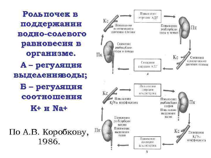 Роль почек в поддержании водно-солевого равновесия в организме. А – регуляция выделения воды; Б