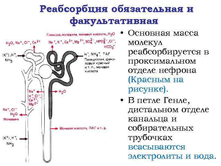 Реабсорбция обязательная и факультативная • Основная масса молекул реабсорбируется в проксимальном отделе нефрона (Красным