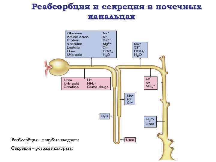 Нарушение реабсорбции почек. Реабсорбция и секреция. Реабсорбция в почках. Секреция и экскреция в почечных канальцах. Нарушение секреции и экскреции почек.