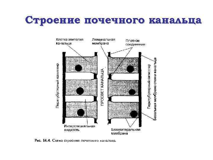 Строение почечного канальца 