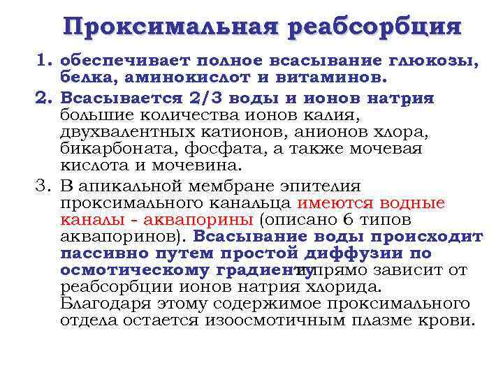 Проксимальная реабсорбция 1. обеспечивает полное всасывание глюкозы, белка, аминокислот и витаминов. 2. Всасывается 2/3