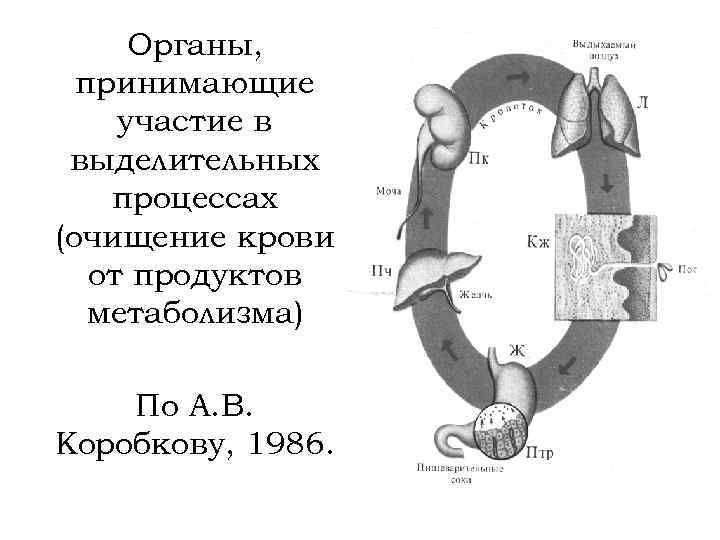 Органы, принимающие участие в выделительных процессах (очищение крови от продуктов метаболизма) По А. В.