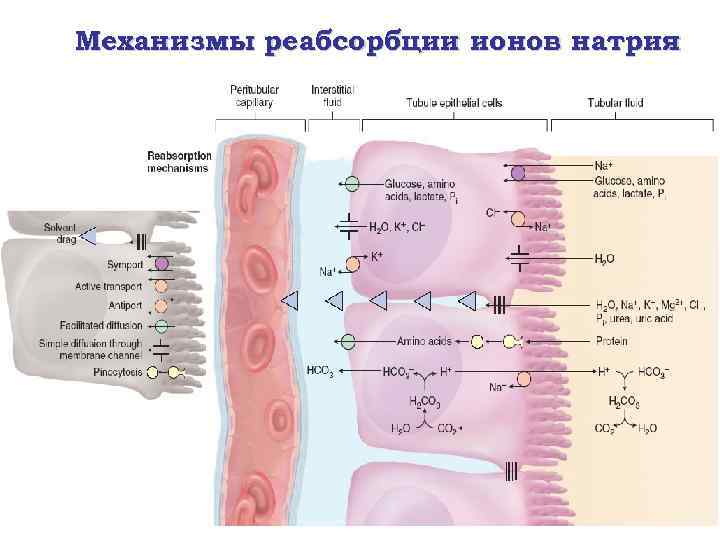Механизмы реабсорбции ионов натрия 