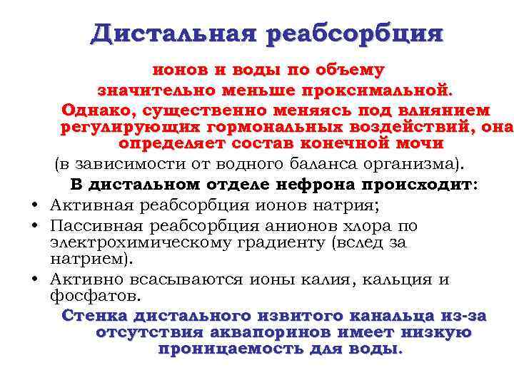 Дистальная реабсорбция ионов и воды по объему значительно меньше проксимальной. Однако, существенно меняясь под