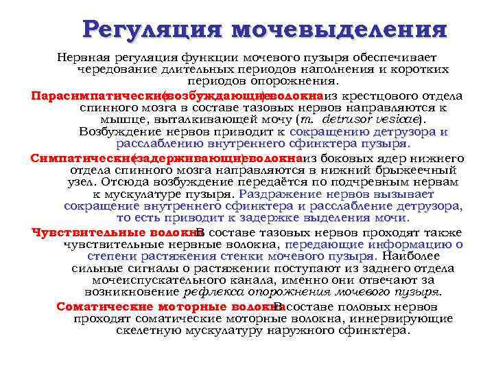 Регуляция мочевыделения Нервная регуляция функции мочевого пузыря обеспечивает чередование длительных периодов наполнения и коротких