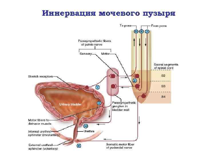 Иннервация мочевого пузыря 